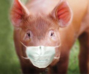 A Gripe Suína e o Triunfo dos Porcos